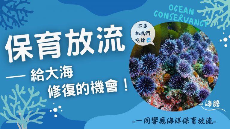 保育放流 給大海修復的機會 海膽篇​