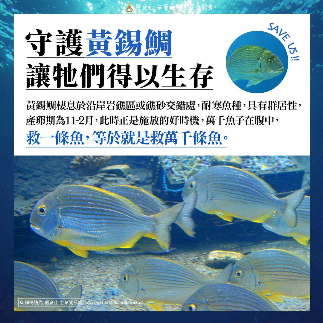 守護黃錫鯛