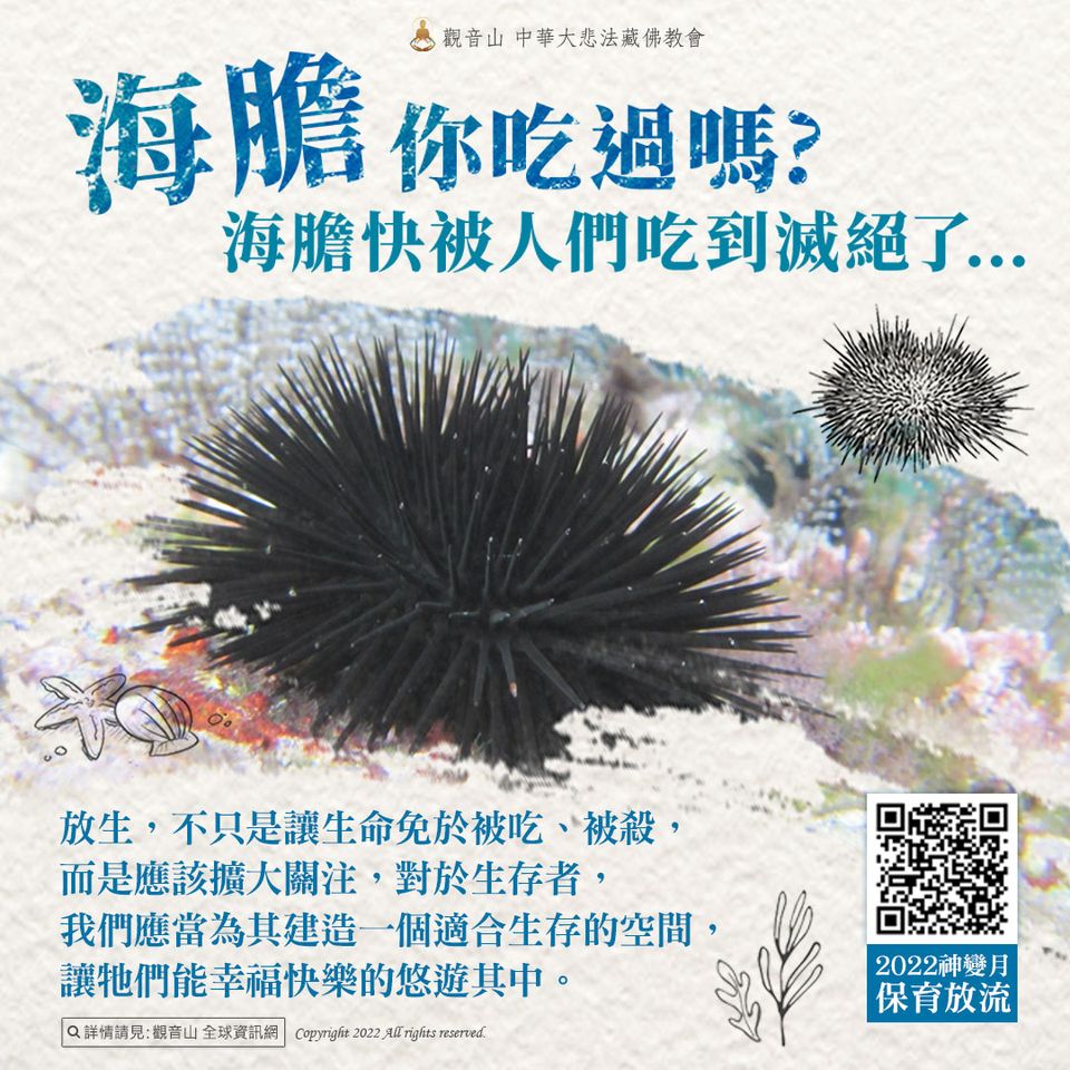 海膽你吃過嗎 快被人們吃到滅絕了